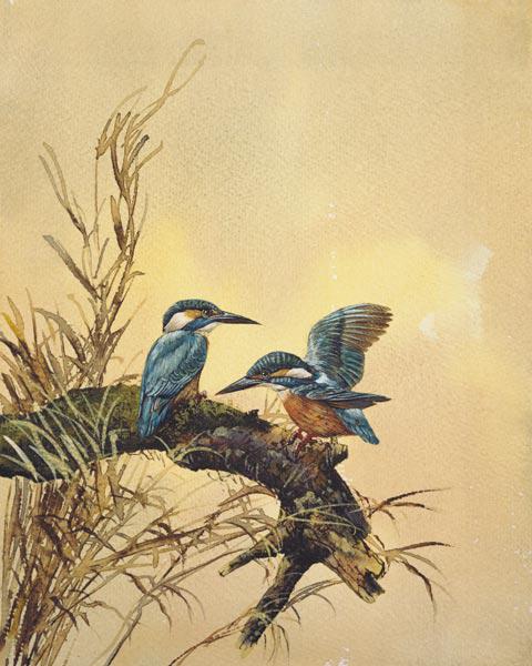 Kingfishers