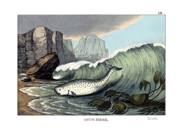 Narwal von English School, (19th century)