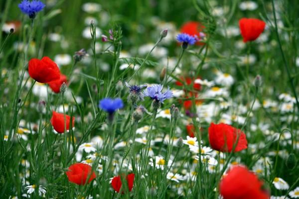 bunte Blumenwiese von Erhard Bay