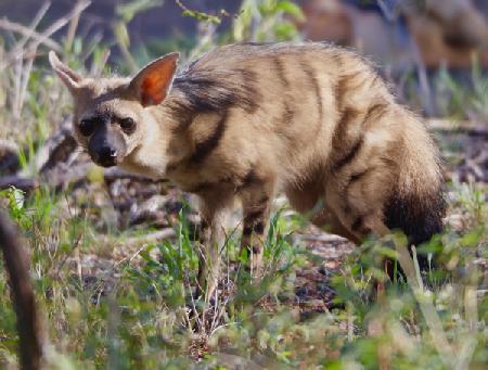 Aardwolf, Kenya