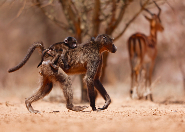 Baboon mother von Eric Meyer