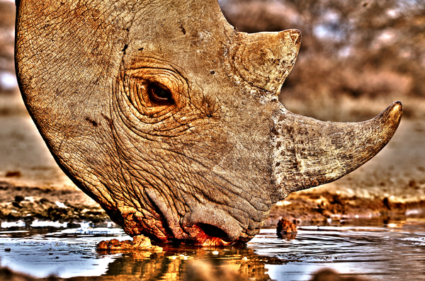 Black Rhino drinking von Eric Meyer