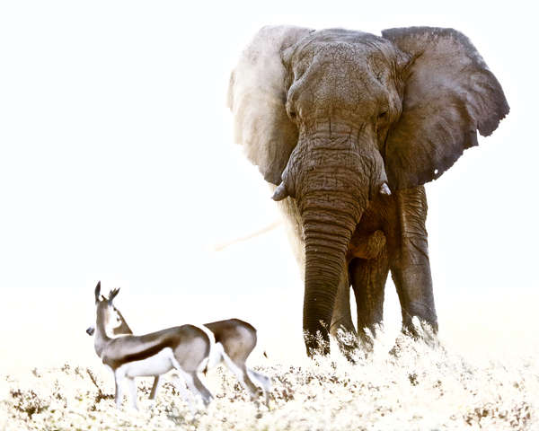 Bull Elephant and Springbok, Etosha von Eric Meyer