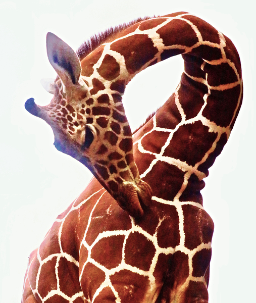 Giraffe, Sarara von Eric Meyer