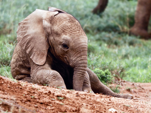 Happy Babe, Loisaba von Eric Meyer