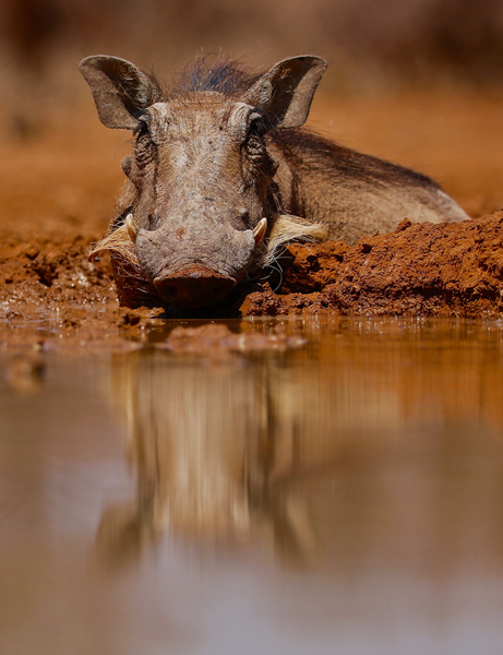 Happy Pig von Eric Meyer