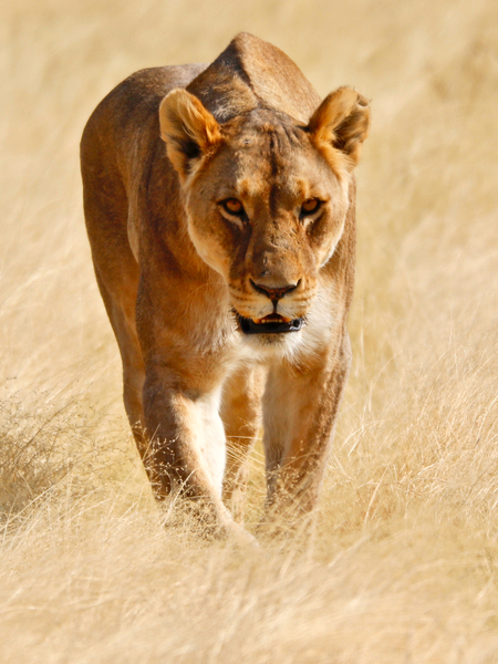 Huntress, Etosha von Eric Meyer