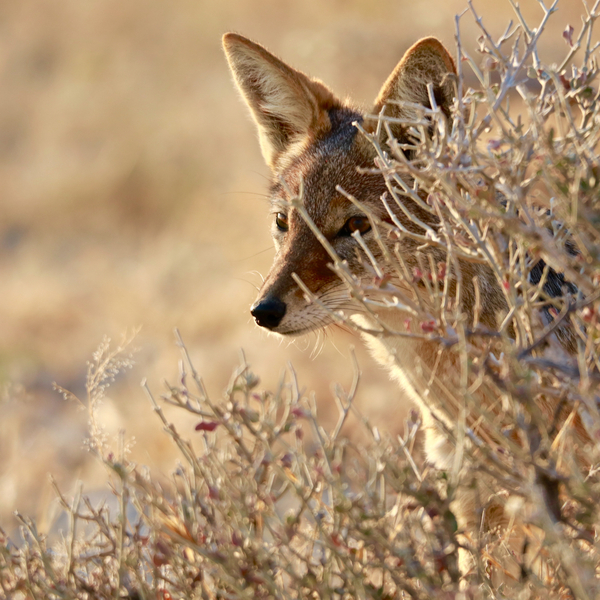 I Can See You (jackal) von Eric Meyer