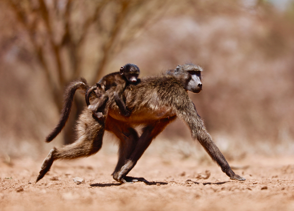 Jockey (baboon) von Eric Meyer