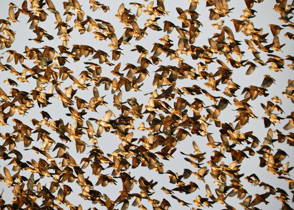 Safety in Numbers 2, (red-billed quelea), Namibia von Eric Meyer