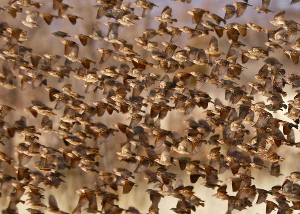 Safety in Numbers 3 (red-billed quelea), Namibia von Eric Meyer