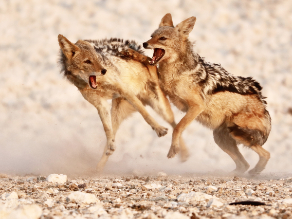 Sparring Jackals 2, Etosha von Eric Meyer