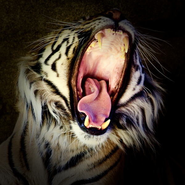 Tiger Teeth von Eric Meyer