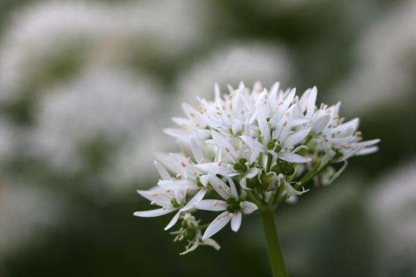 Bärlauch von Erich Teister