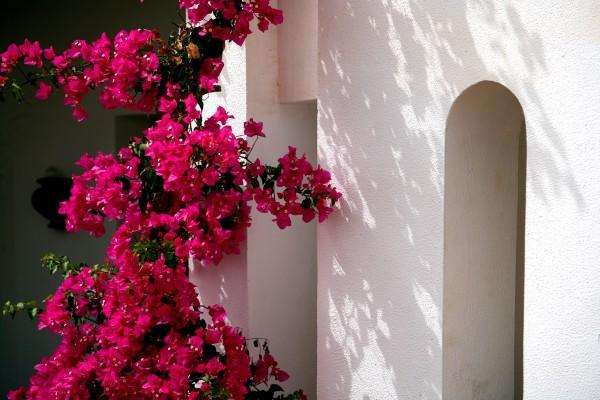 Bougainvillea von Erich Teister