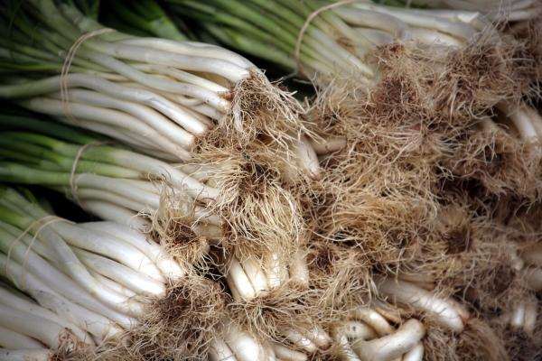 Bund Zwiebeln von Erich Teister