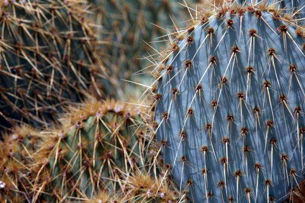 Feigenkakteen - Joshua Tree Nationalpark von Erich Teister