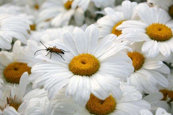 Margeriten von Erich Teister