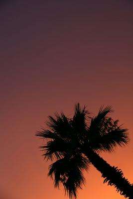 Palme von Erich Teister