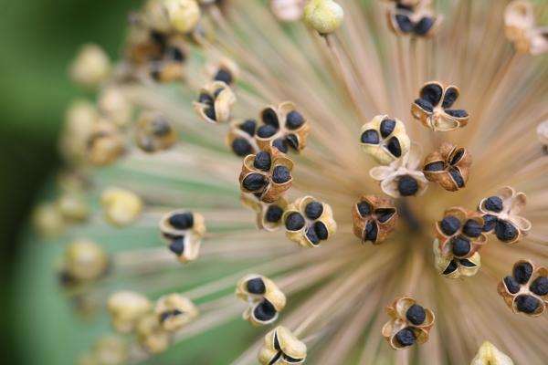 Samenstand des Sternkugellauch von Erich Teister