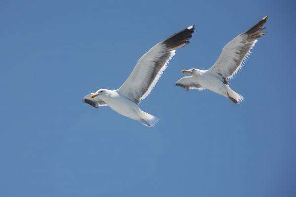 zwei Silbermöwen im Parallelflug von Erich Teister