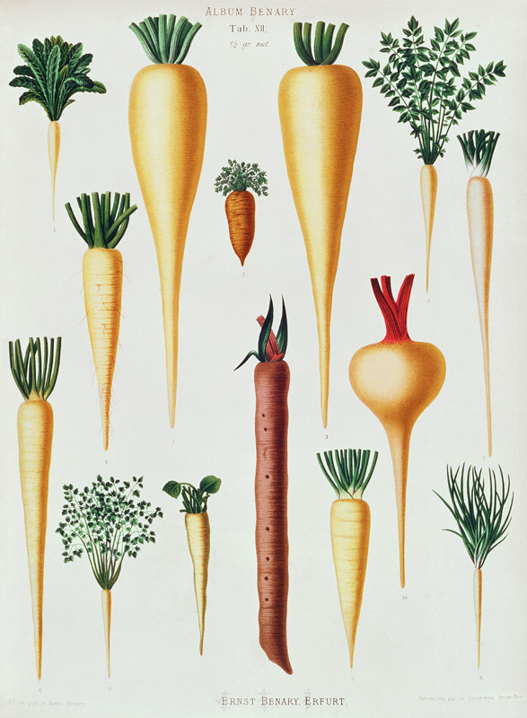 Turnips, Tab XII from the 'Album Benary', engraved by G. Severeyns von Ernst Benary