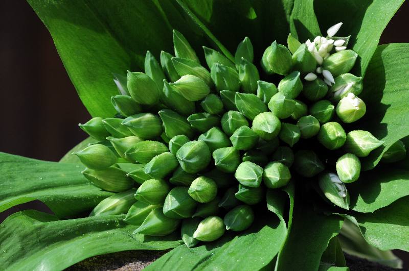 Foliage plants von Ernst W. Breisacher