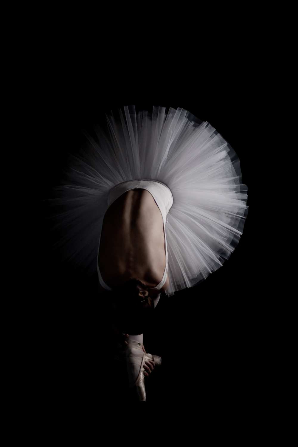 Flower von Eugenio Cini