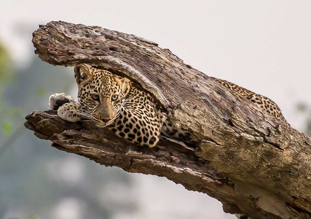 Hide and Seek von Eunice Kim