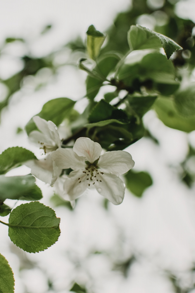 Spring Series - Apple Blossoms in the Rain 10/12 von Eva Bronzini