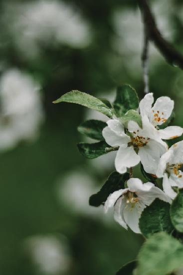 Spring Series - Apple Blossoms in the Rain 5/12