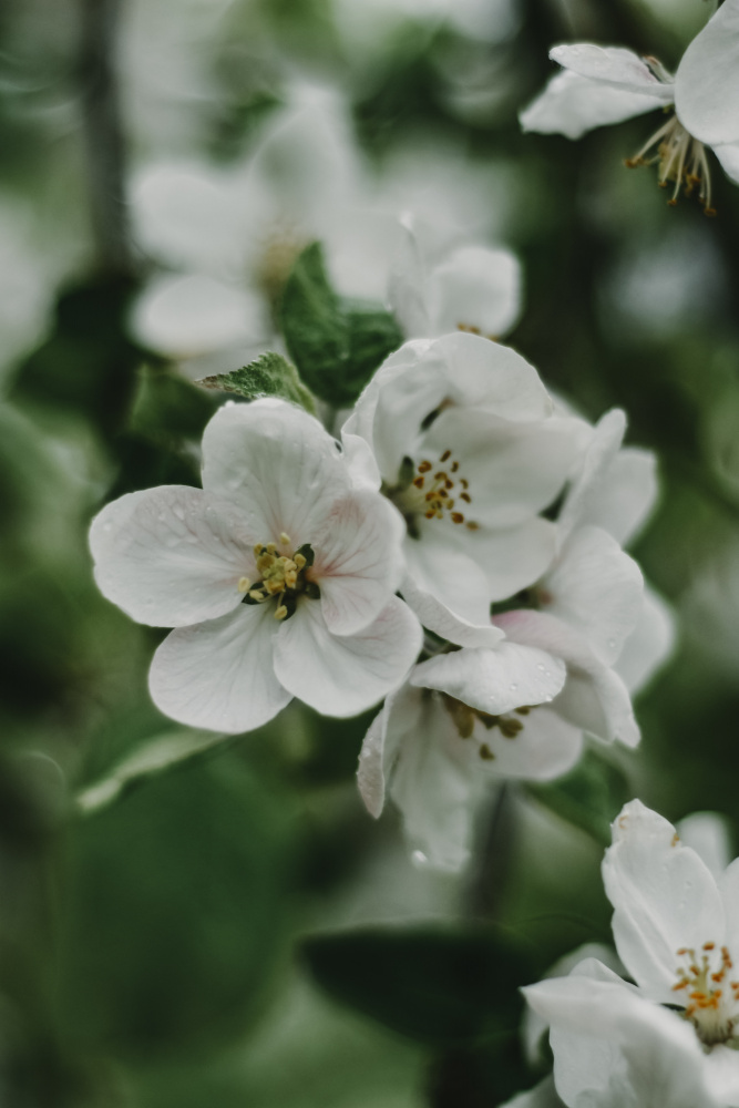 Spring Series - Apple Blossoms in the Rain 8/12 von Eva Bronzini