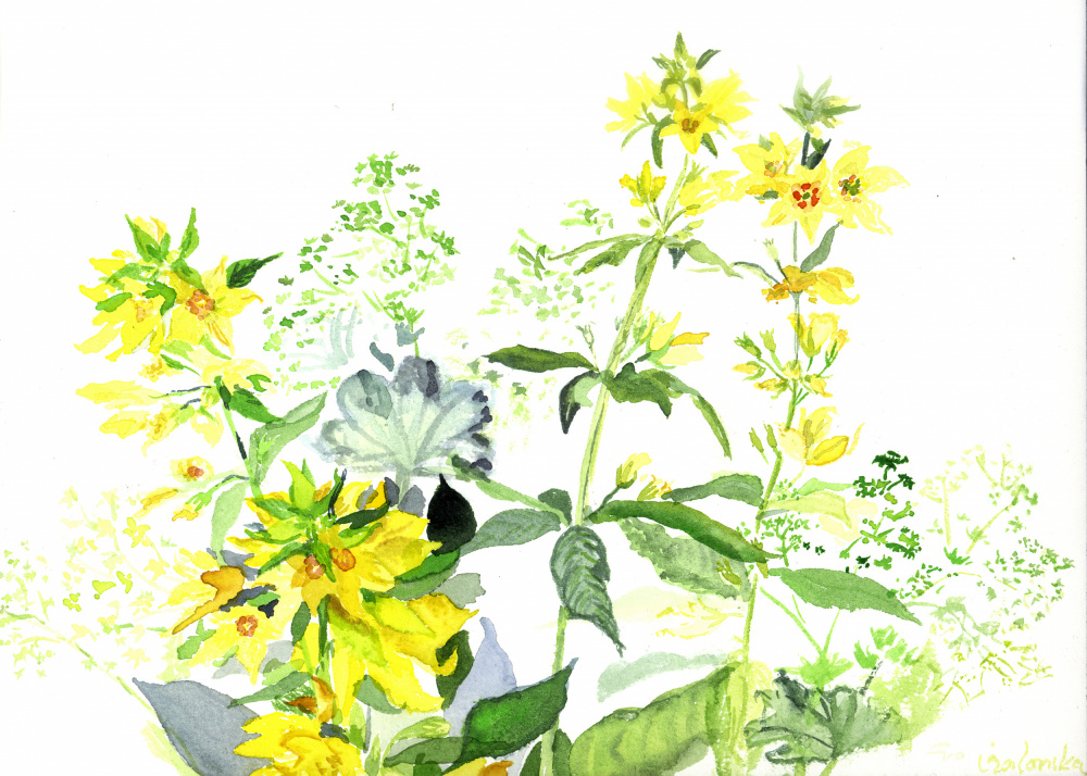 Wildblumen Aus Dem Erzgebirge von Eva Galonska