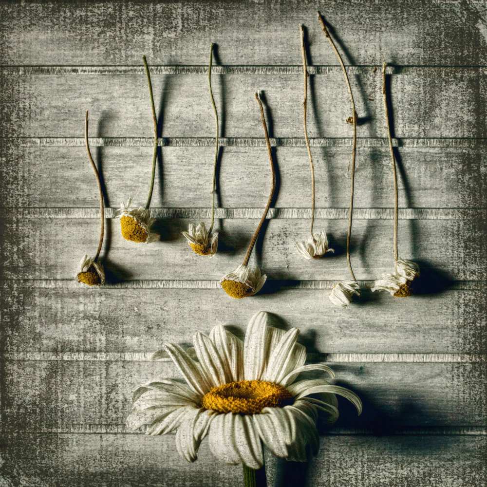 survival von Evelina Petkova