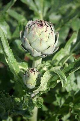 Artischocke von Evelyn Taubert