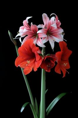 Rittersterne von Evelyn Taubert