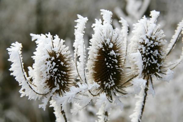 Winterdistel von Evelyn Taubert