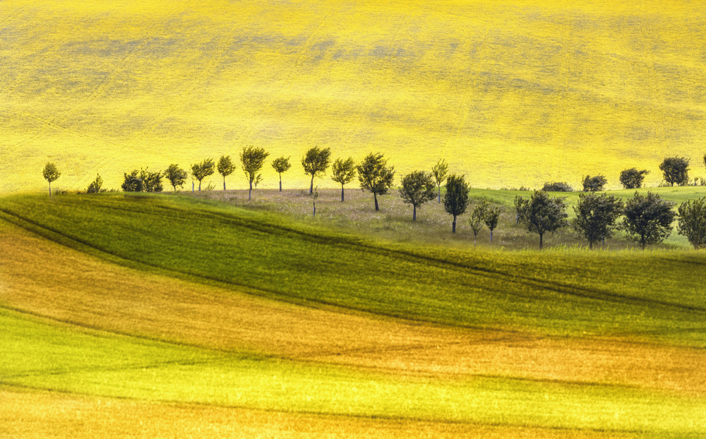 Tańczące drzewa von Ewa Całkosińska-Kajzer