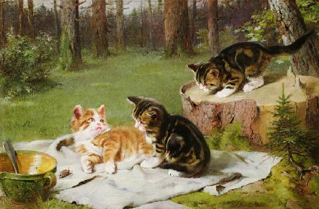 Kittens Playing