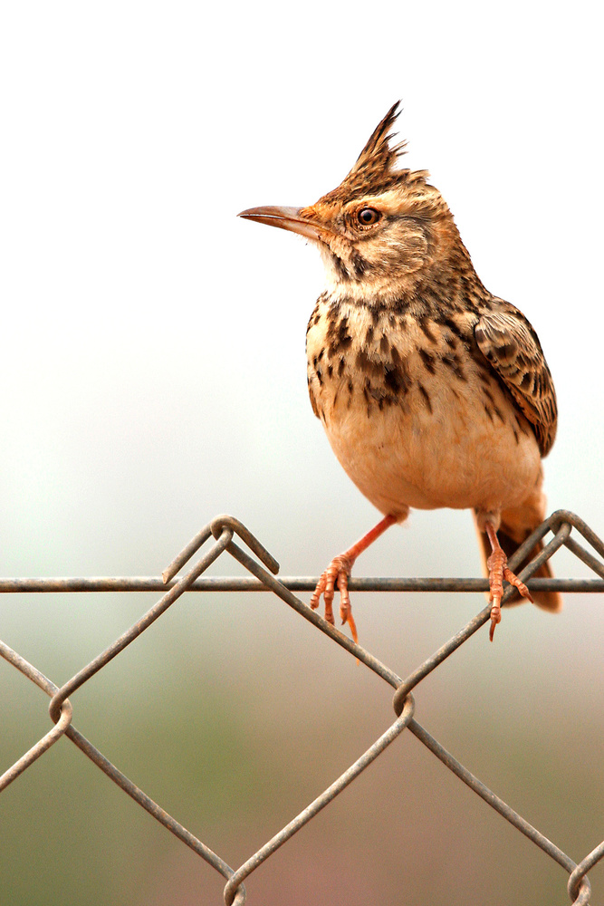 untitledl von Eyal Amer