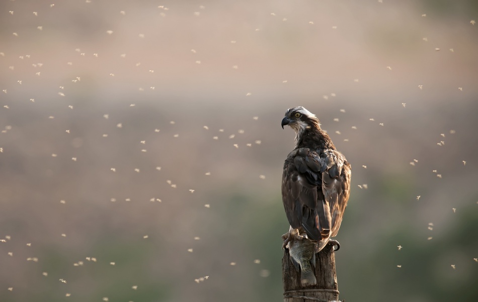 Back light von Eyal Amer