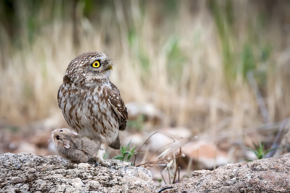 Strong &amp; weak von Eyal Amer