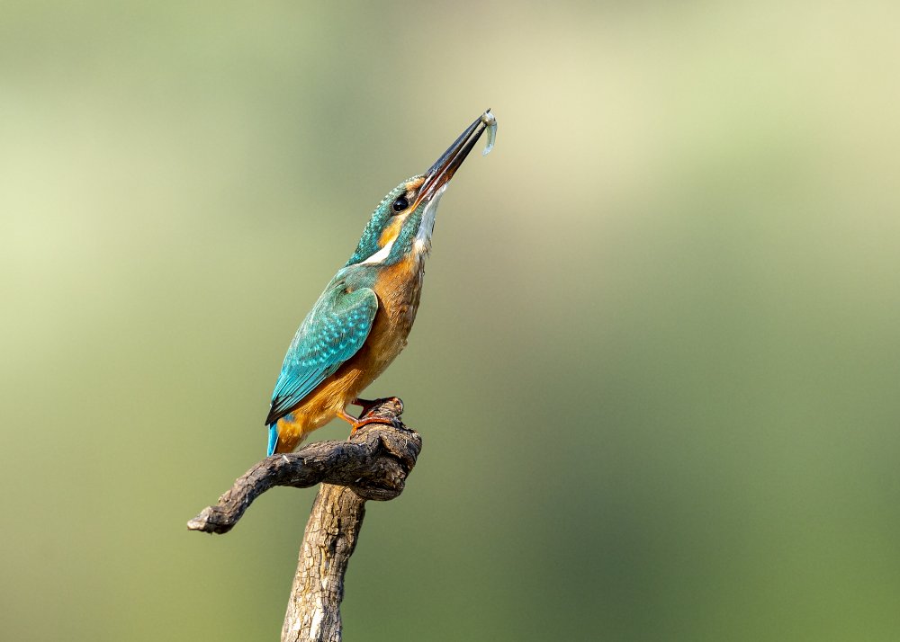 Beautiful kingfisher von Eyal Amer