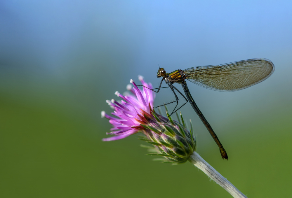 The dragonfly von Eyal Bar Or