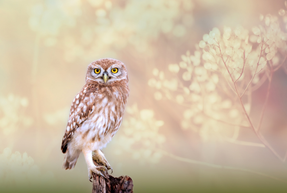 Little Owl von Eyal Bar Or