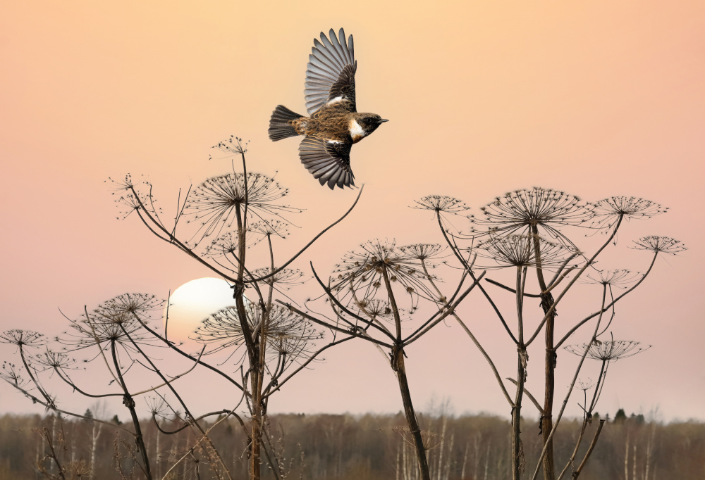 Common Stonechat in the field von Eyal Bar Or