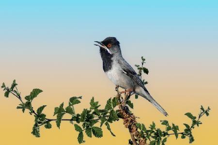 Singing and singing on a raspberry bush