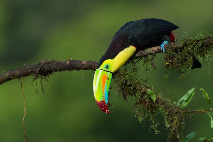 The colors of Costa Rica von Fabio Ferretto