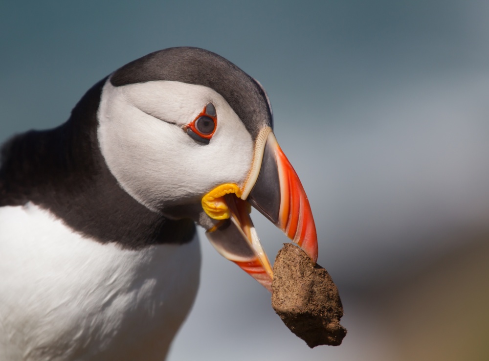 Cleaning house von Fabiola Forns