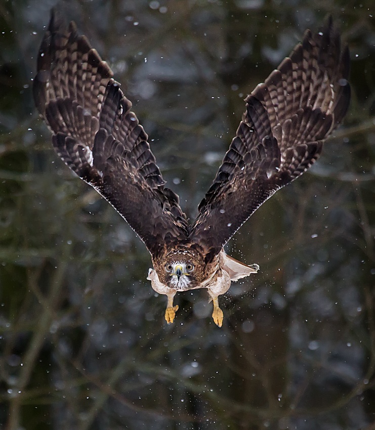 Out of my way NOW! von Fabiola Forns